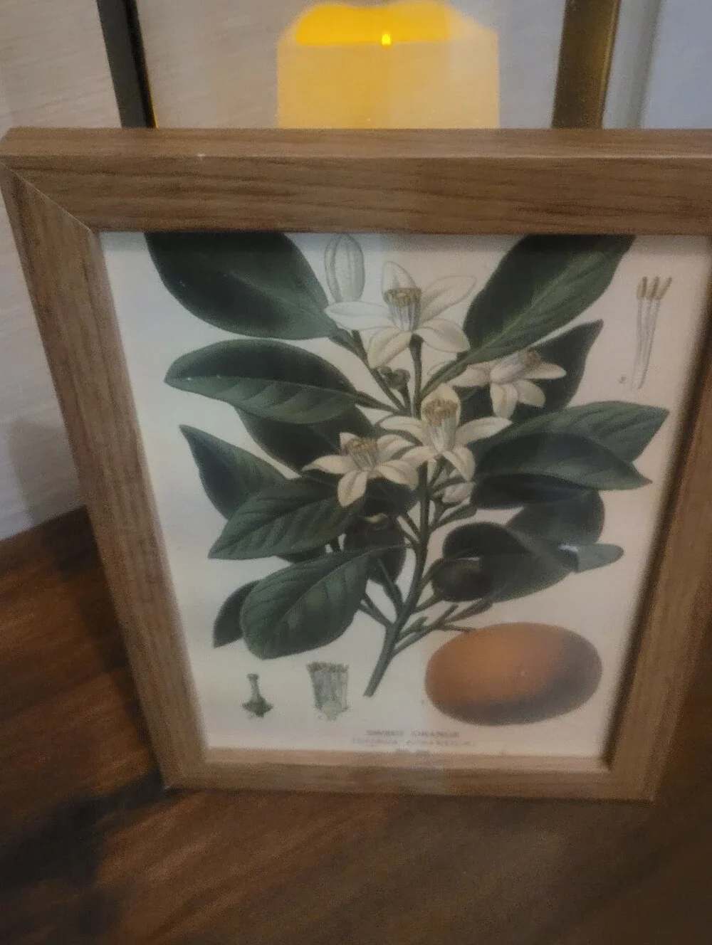 Botanical Sweet Orange Wall Art Print in Green and Cream - Unbranded